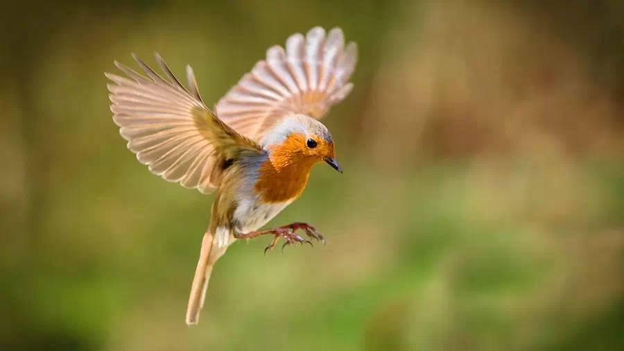 Bird in flight