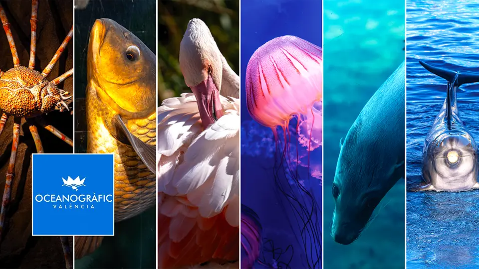 Valencia Oceanarium facts and curiosities