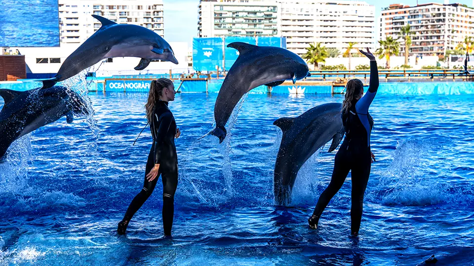 Valencia sightseeing dolphins