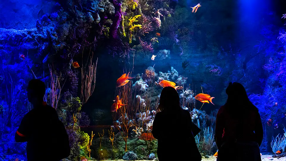 Oceanarium in Valencia giant aquarium