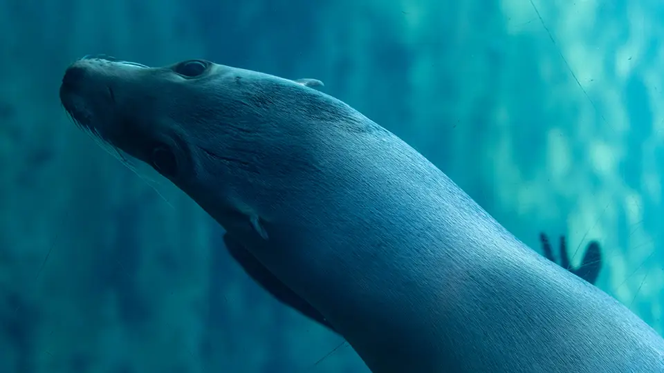 Valencia Oceanarium sightseeing seal