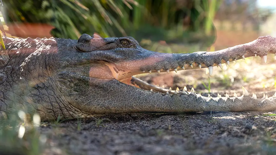 Crocodile from Valencia