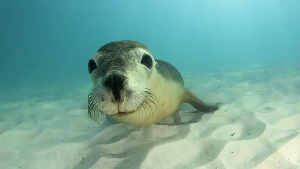 Valencia Oceanarium sightseeing seal