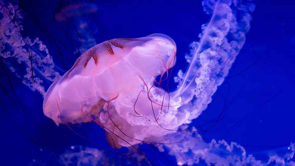 Valencia Oceanarium jellyfish