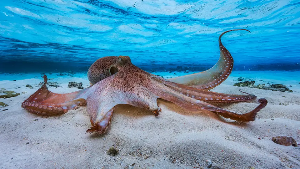 Valencia Oceanarium sightseeing octopus