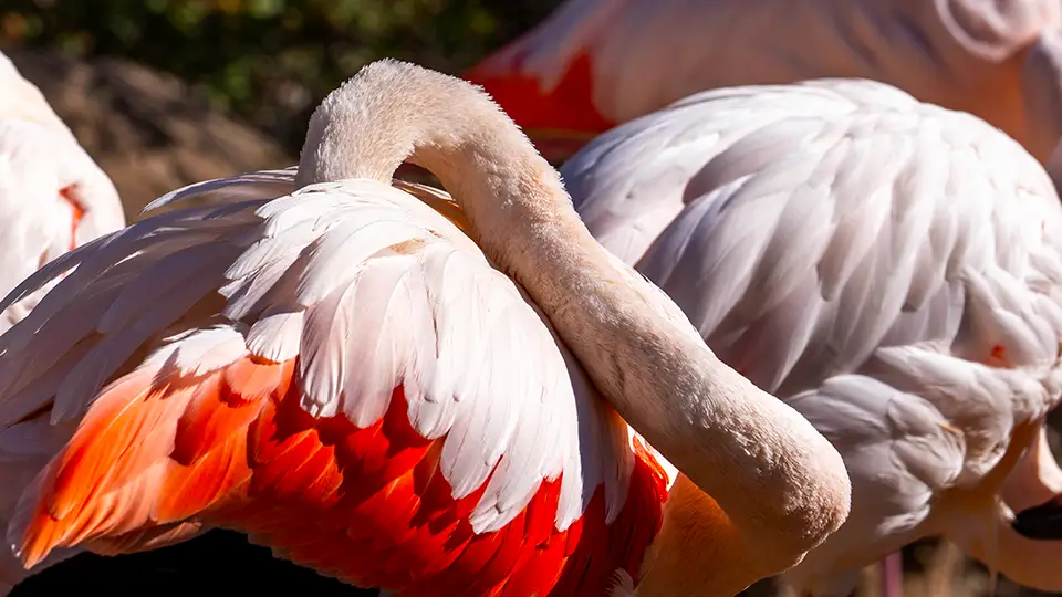 Valencia Oceanarium sightseeing pink flamingos