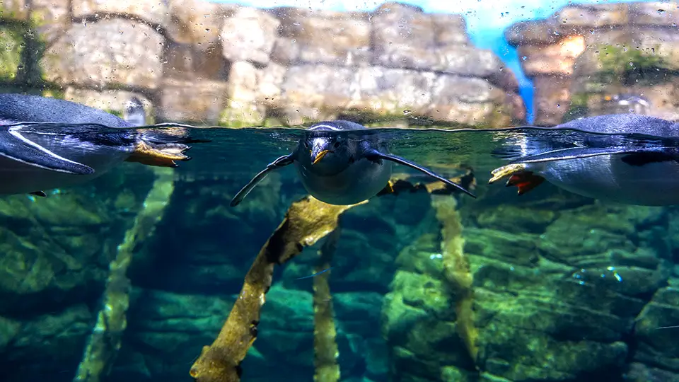 Valencia sightseeing penguins