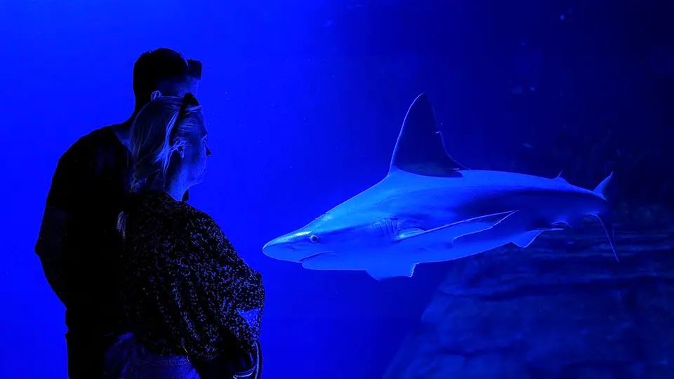 Valencia Oceanarium shark sightseeing