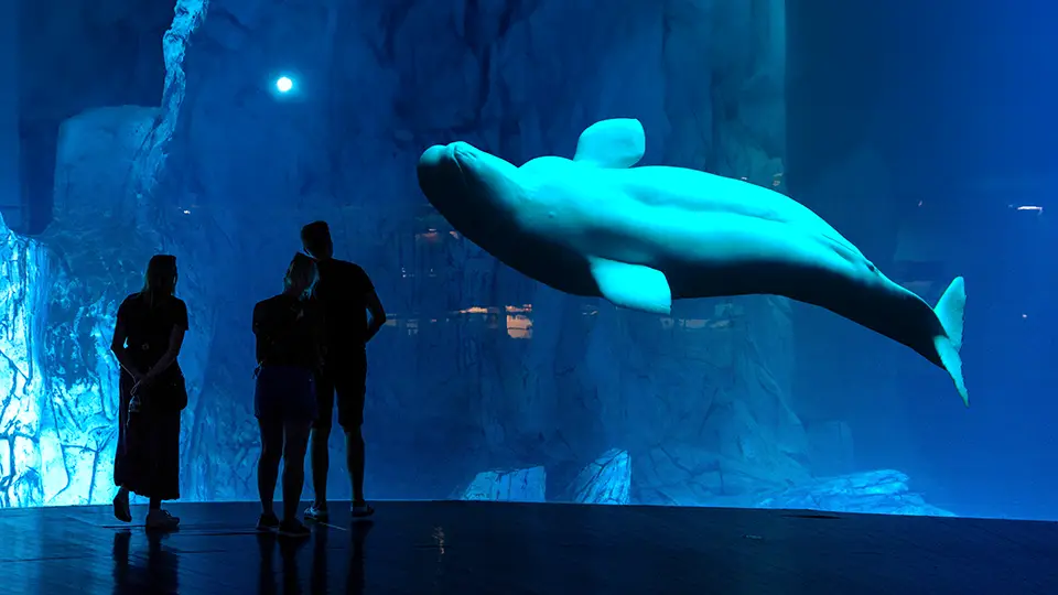 Valencia whale sightseeing