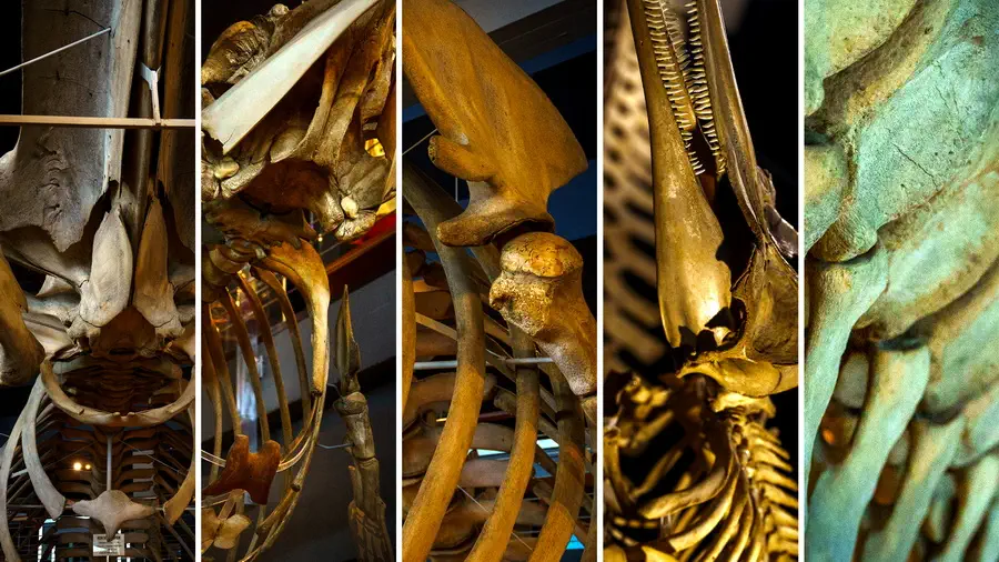 Bones of extinct animals from the Santadner museum