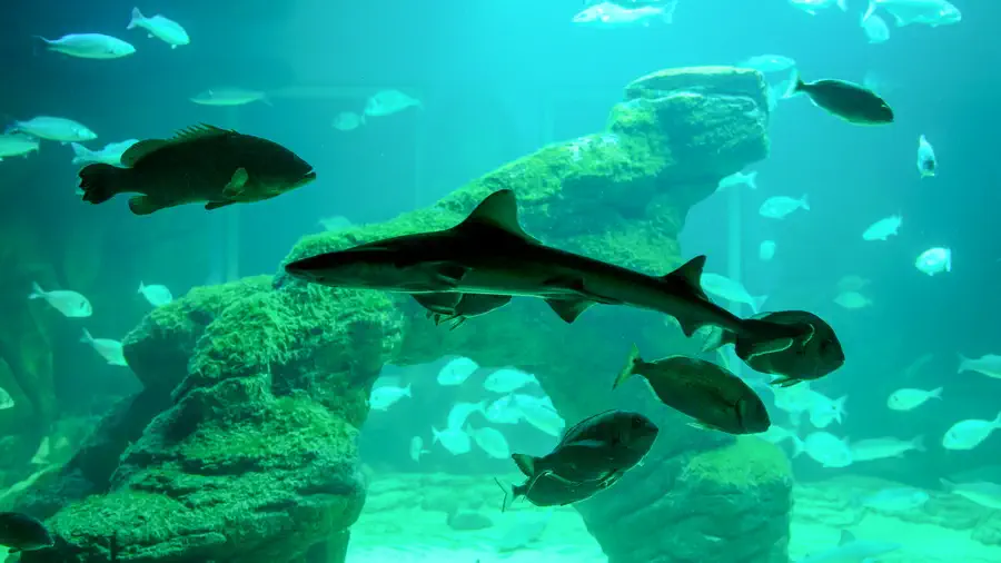 Shark from the Santadner museum