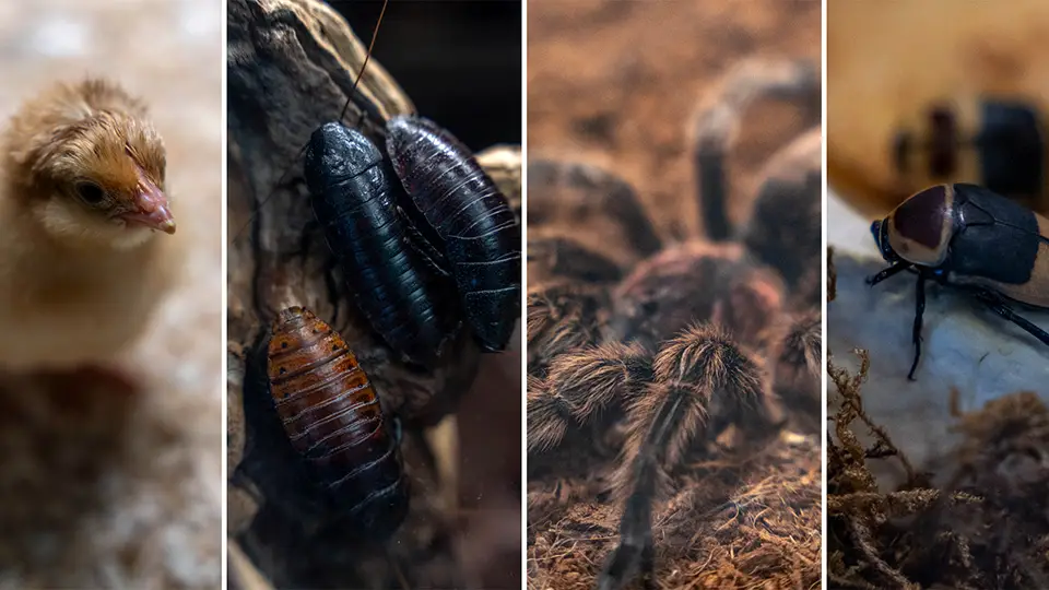 Insects, animals and more life from our planet