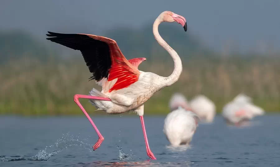 Pink flamingos from Torrevieja