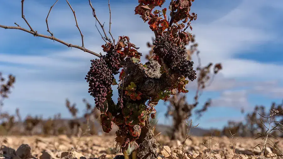 Winery Luzon in Spain Murcia Jumilla, grape bush