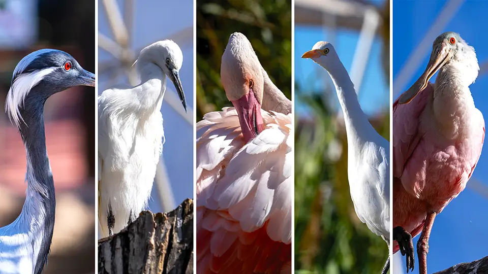 Waterbirds, including swans and ducks, which are not very commonly seen in Spain.
