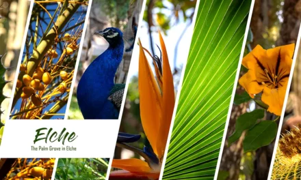 The Palmeral of Elche and interesting facts about palm trees