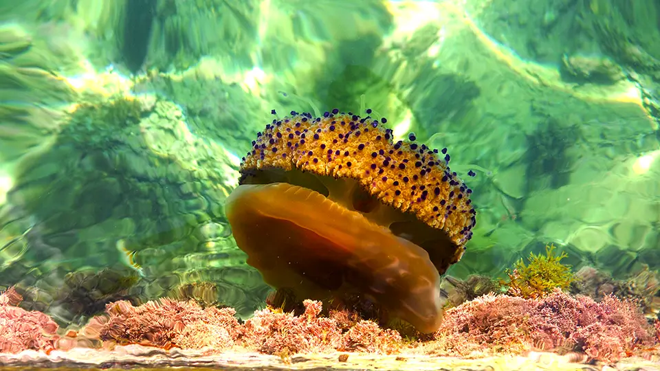 Jellyfish on the sea in Malta and Gozo