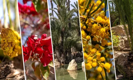 El Palmeral Park in Alicante is the perfect place to walk and relax