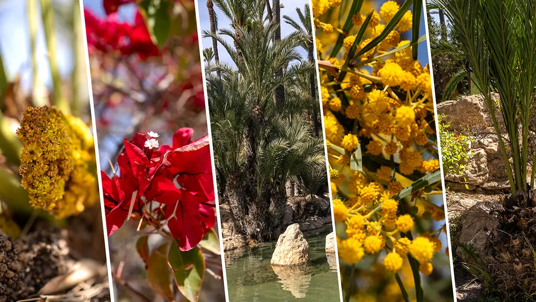 El Palmeral Park in Alicante is the perfect place to walk and relax