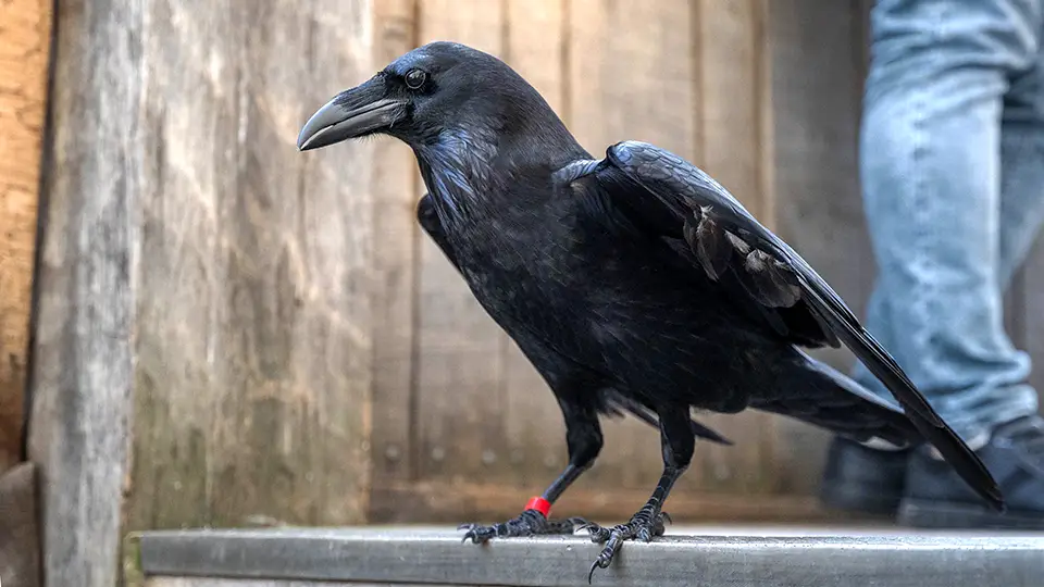 Ravens in the Tower of London