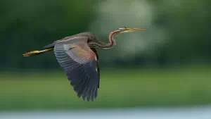 Heron