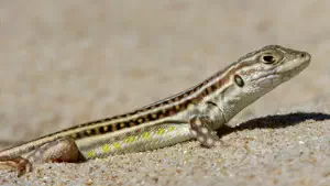 European comb-toed