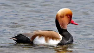 Eurasian helmushka