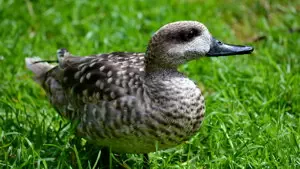 Marbled duck