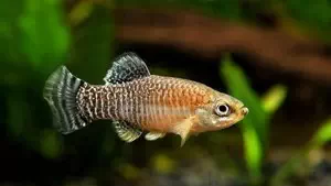 Spanish carp fish