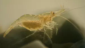 Shrimp variable