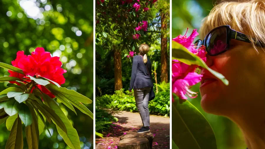 Flowers in the garden