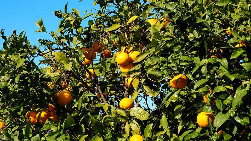 Palacio de Estoi near Faro. Oranges tree.