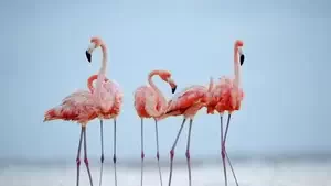 Pink flamingos