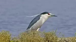 Common Heron