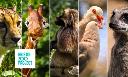 Bristol ZOO Project adventure in the world of wild animals