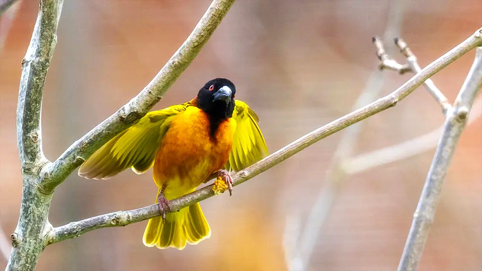 Brostol Zoo birds