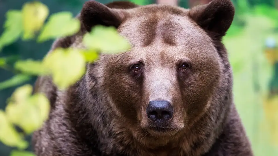 Brostol Zoo Project brown bear