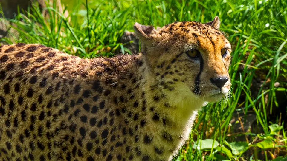 Brostol Zoo cheetah
