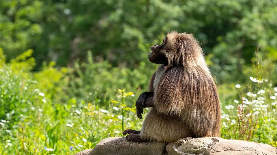 Brostol Zoo Project Dzelada brown monkey