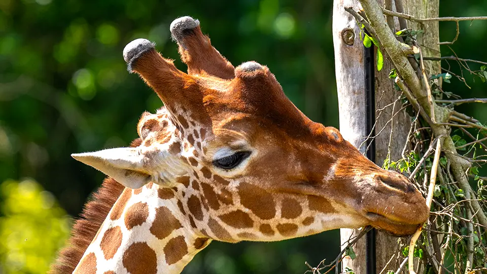 Brostol Zoo Project giraffe