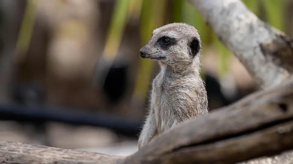 Brostol Zoo meerkat