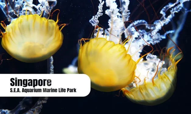 Singapore Aquarium Marine Life Park and undersea adventure