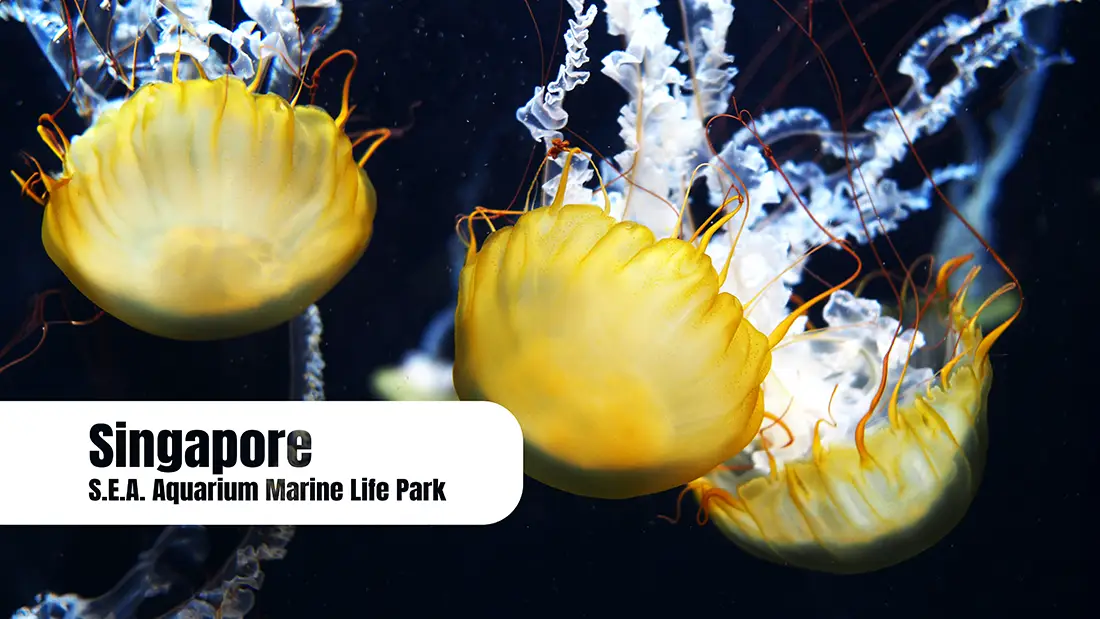 Singapore Aquarium Marine Life Park and undersea adventure