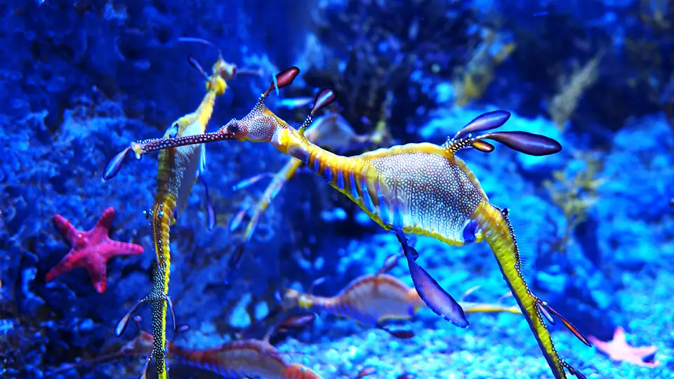 Singapore Aquarium inside the big oceanarium and seahorse