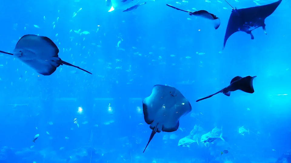 Singapore Aquarium inside the big oceanarium and stingray