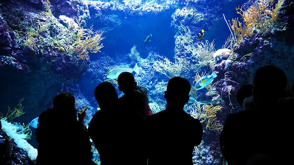 Singapore Aquarium inside the big oceanarium