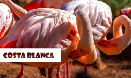 Attractions on the Costa Blanca what to do and what to see