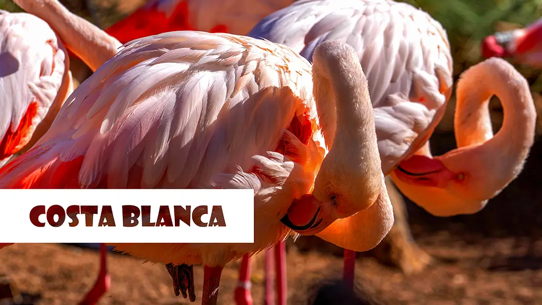 Attractions on the Costa Blanca what to do and what to see