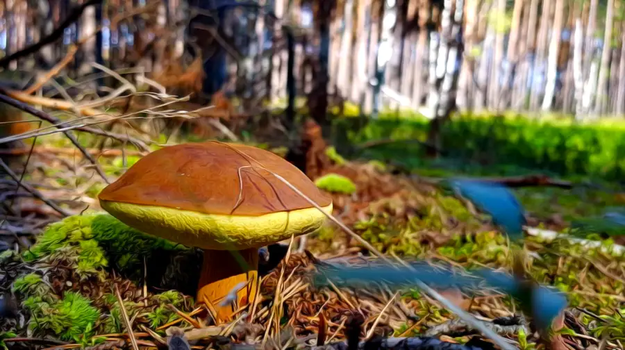 Charzykowy in Poland mushrooms in the woods forest