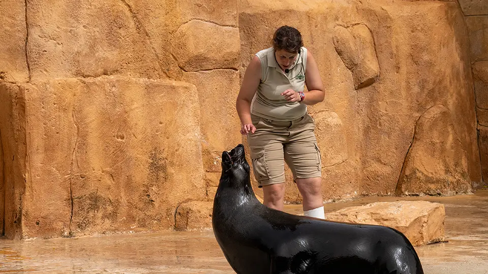 Rio Safari Elche daily shows feature sea lion and seal performances